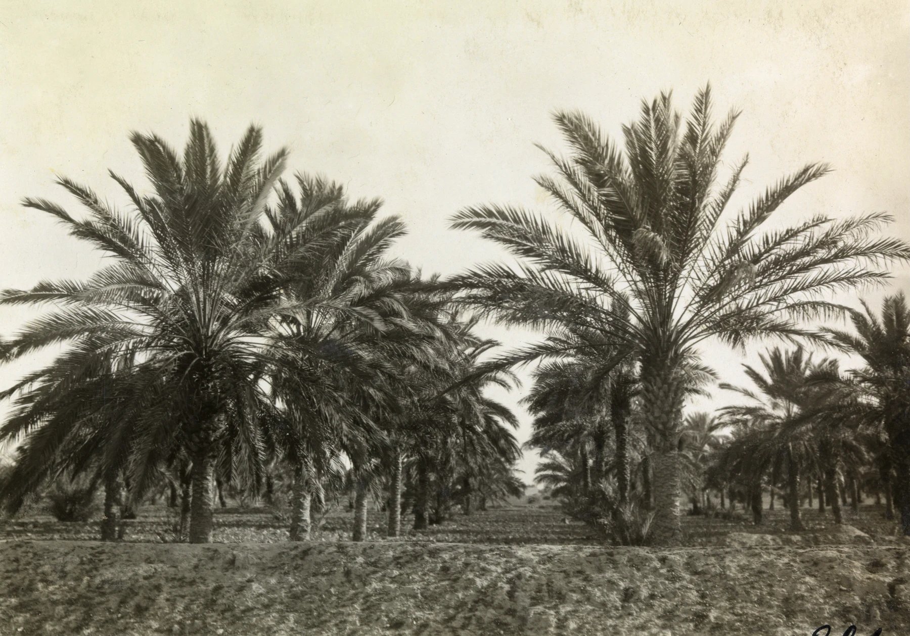 An archival photograph of tall date palms in a Bushehr grove.